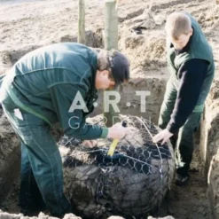 Kit ANCRAGE De MOTTE Avec CABLE Platipus Pour Arbre Jusqu'à 12m