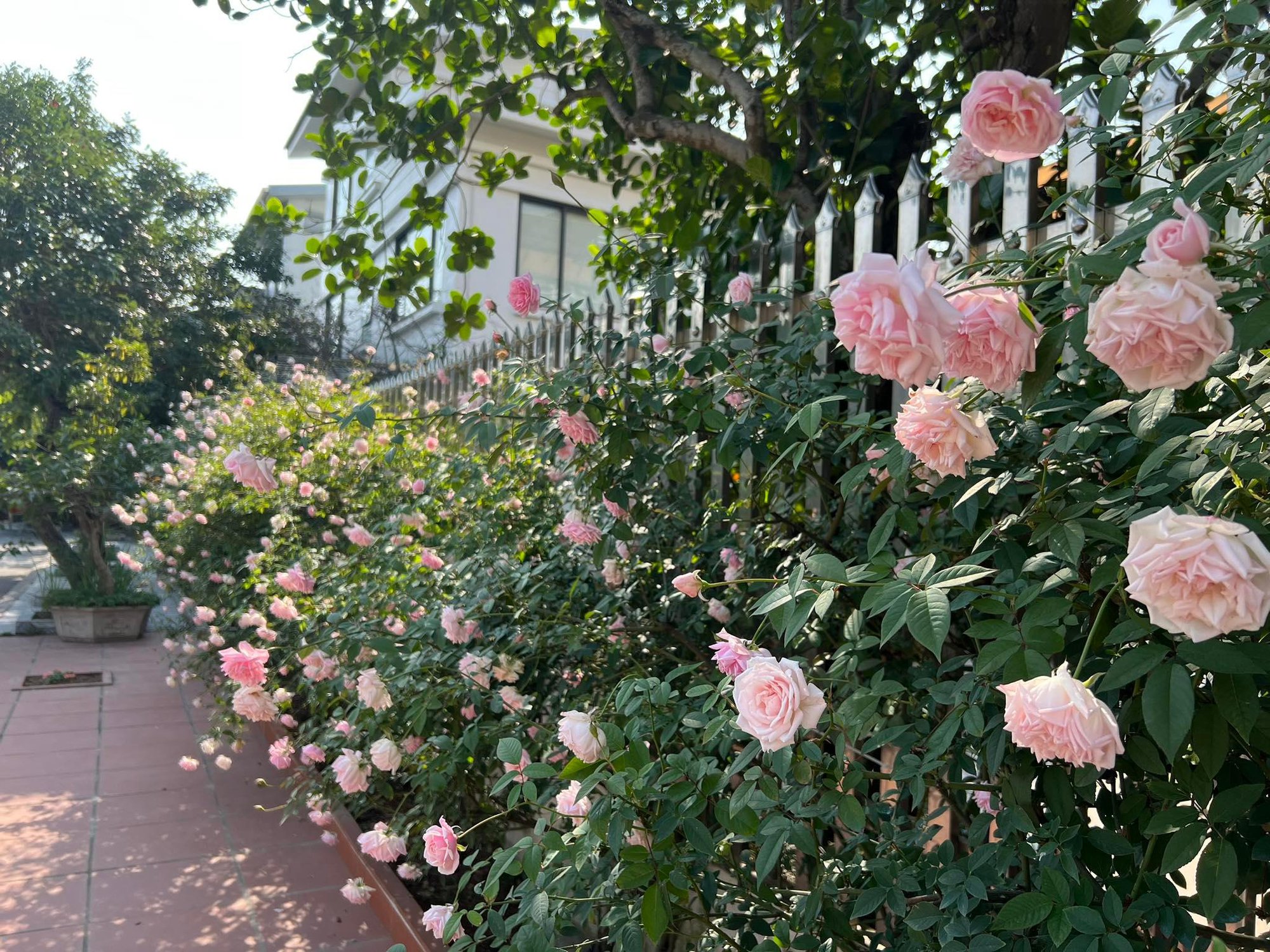 Promos Vert Espace Magasin -Promos Vert Espace Magasin 31893281413285891546003236319083698395522673n 16711642767762031037219